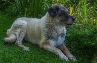 Kangal