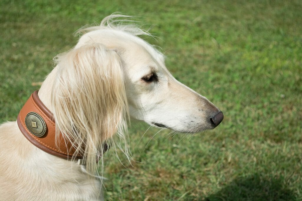 Saluki