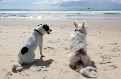 Hundestrand