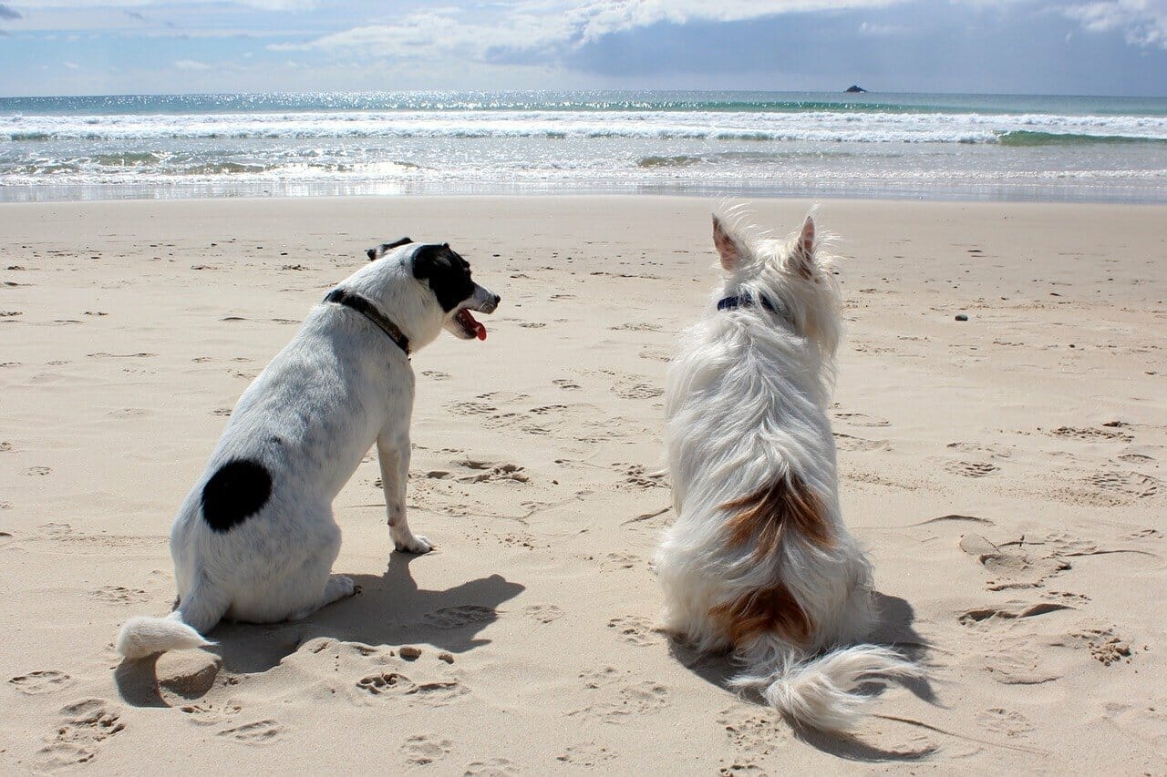 Hundestrand