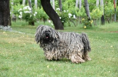 Puli Hund