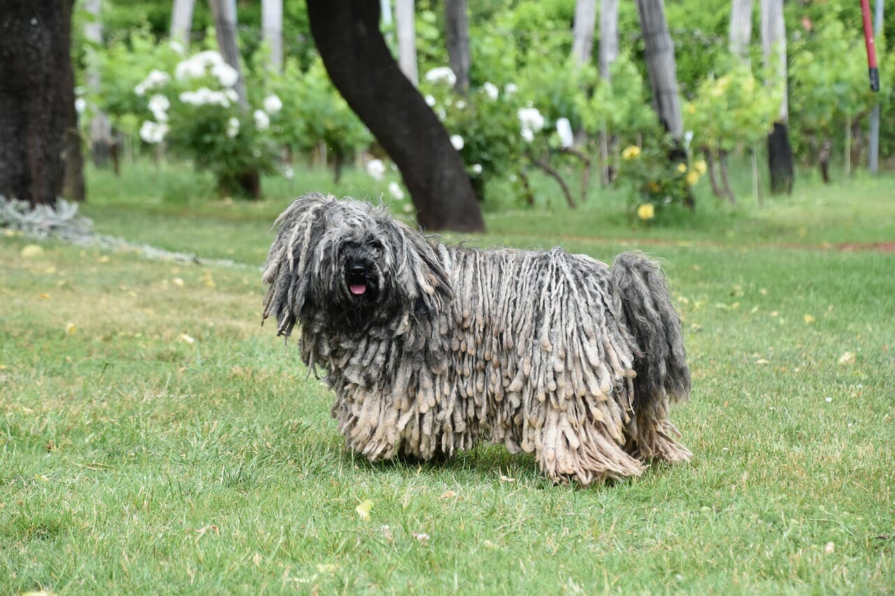 Puli Hund