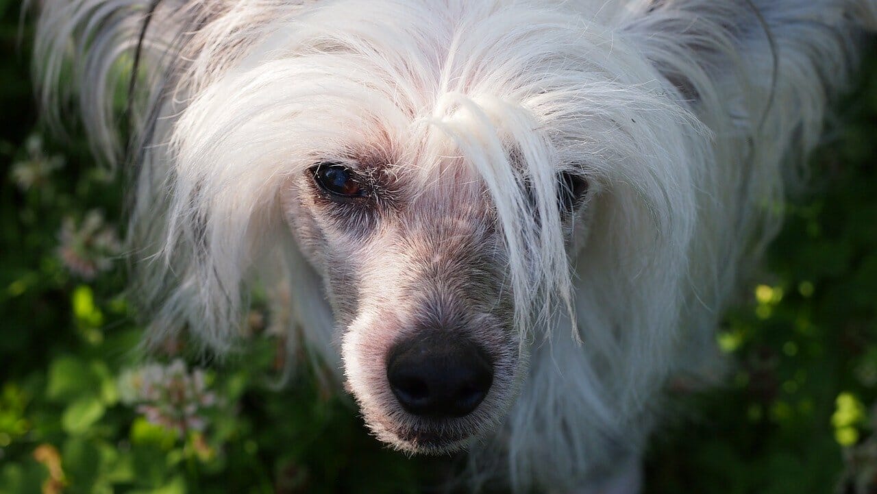 chinesische Schopfhund, beliebte Hunderassen