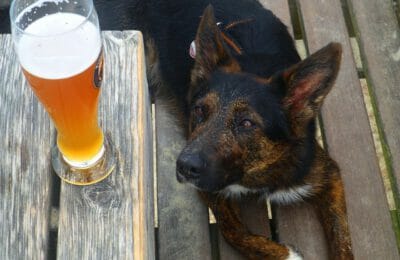 Alkohol Hunde - beliebte Hunderassen