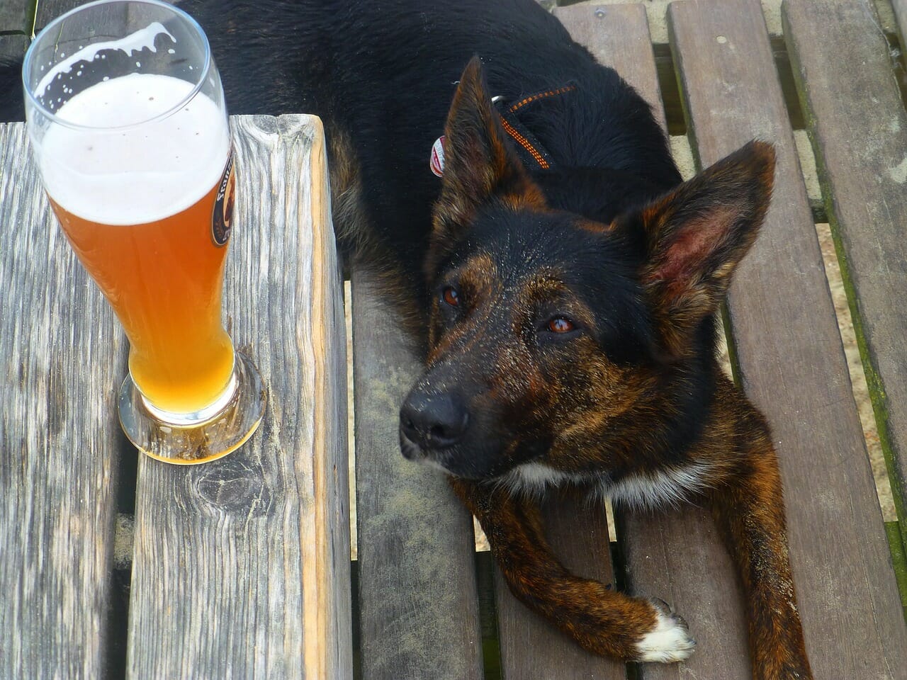 Alkohol Hunde - beliebte Hunderassen