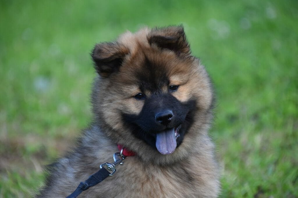 Eurasier