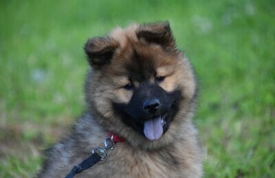 Eurasier