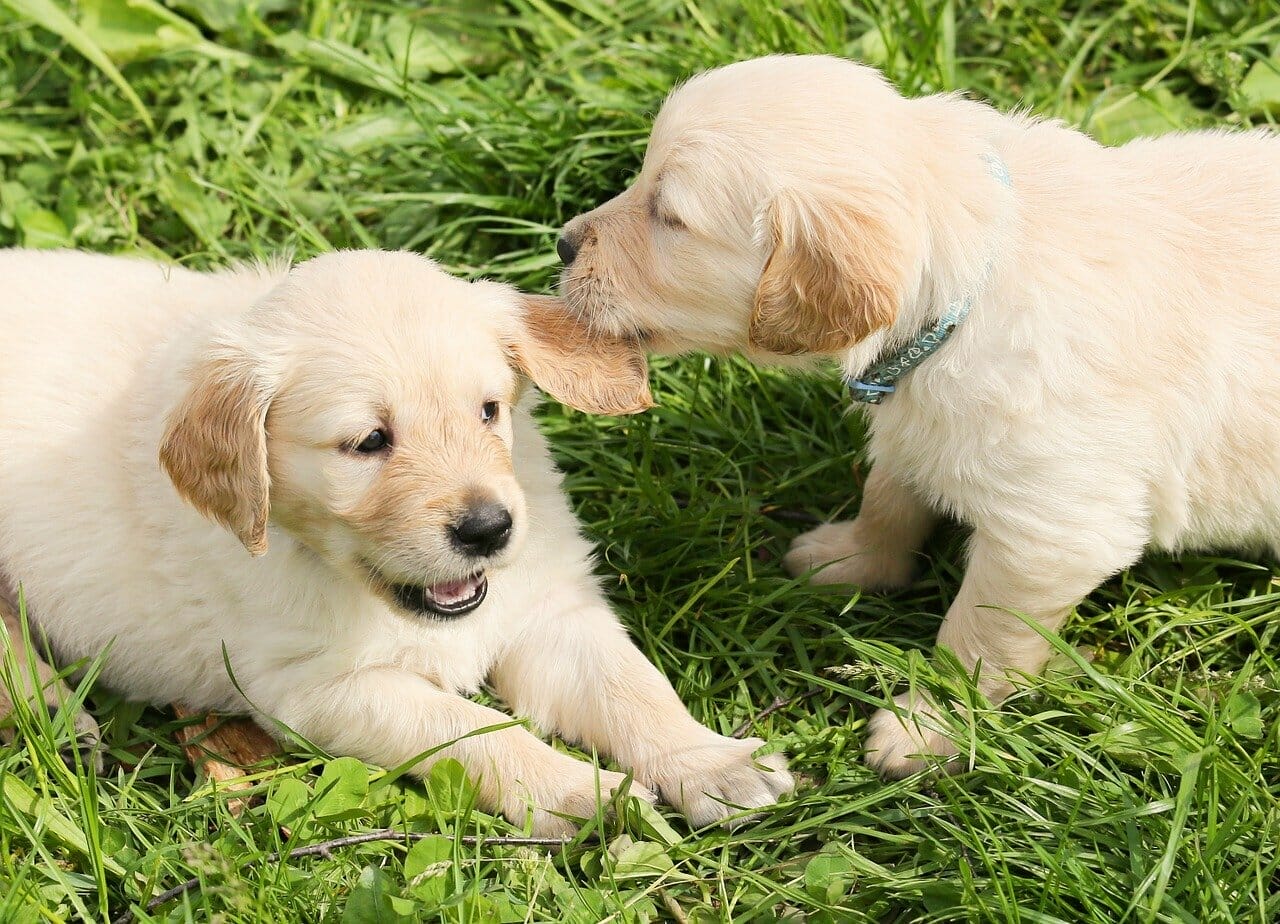 Beißhemmung beim Hund