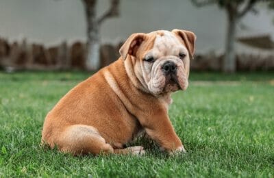 Englische Bulldogge