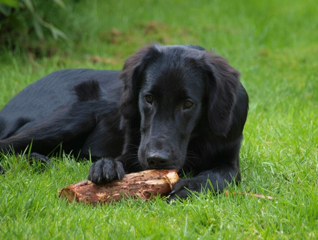 Flat-Coated Retriever - Apportierhund