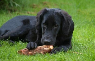 Flat-Coated Retriever - Apportierhund