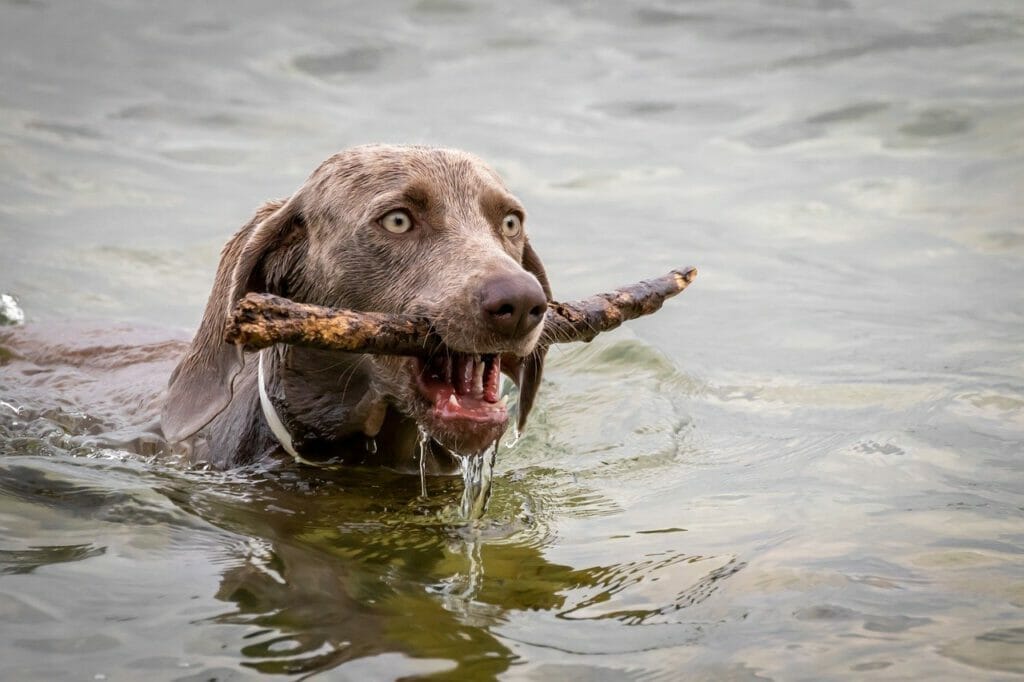 Schwimmen mit dem Hund