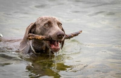 Schwimmen mit dem Hund