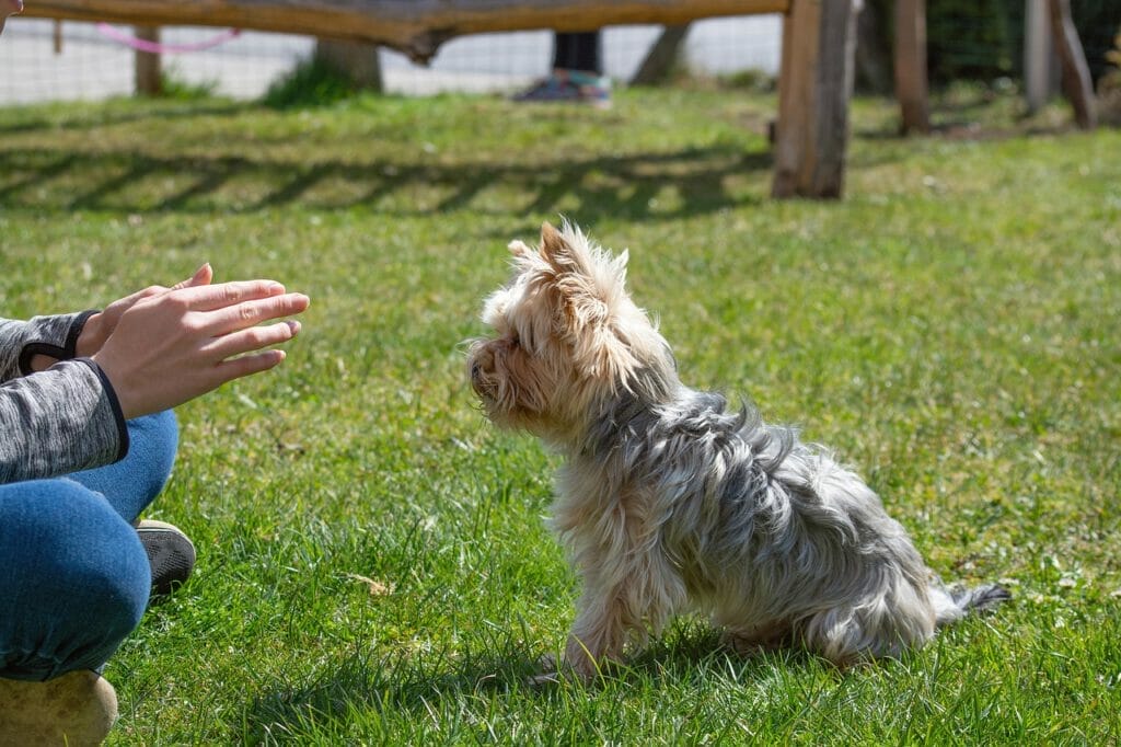 Regeln für den Hund