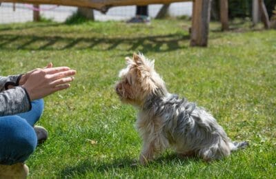 Regeln für den Hund