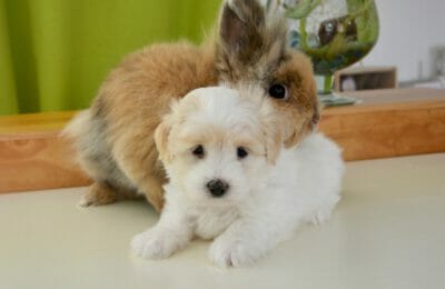 Kaninchen und Hund