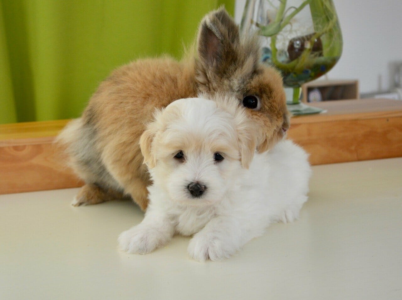 Kaninchen und Hund