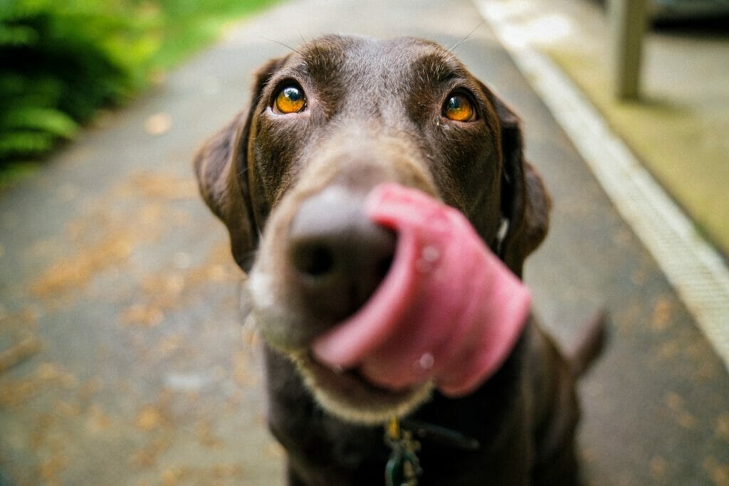 Hunde Ernährung Hundeernährung