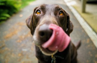 Hunde Ernährung Hundeernährung