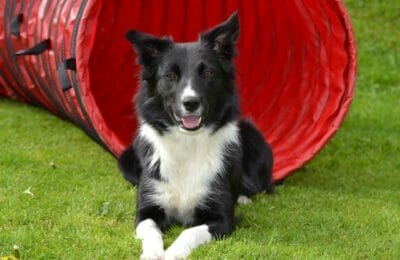 Border Collie