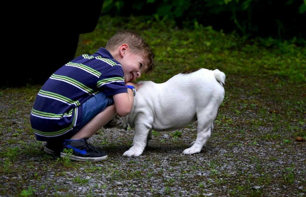 Englische Bulldogge