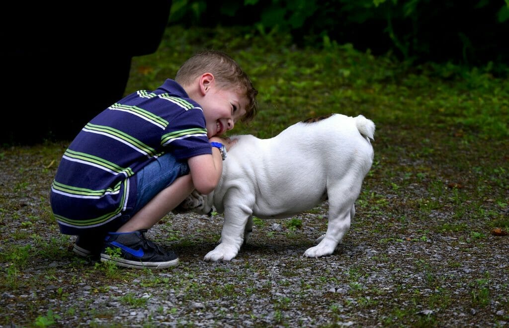 Englische Bulldogge