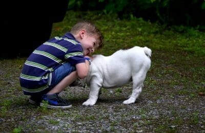 Englische Bulldogge