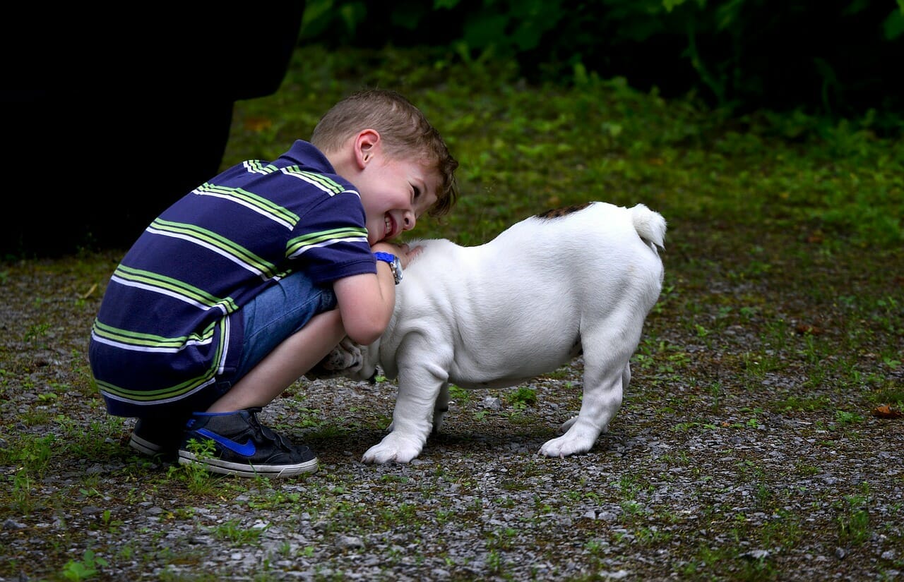 Englische Bulldogge