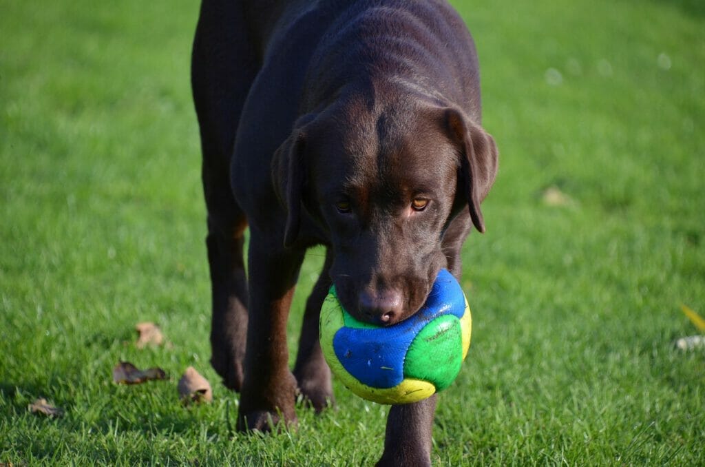 Labrador Spielzeug