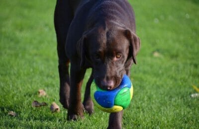 Labrador Spielzeug