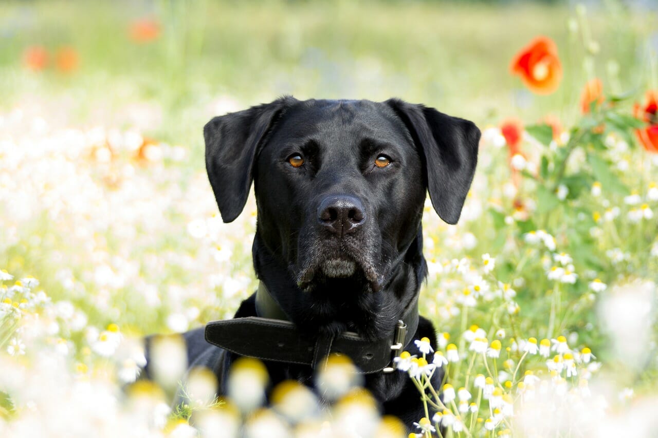 Labrador