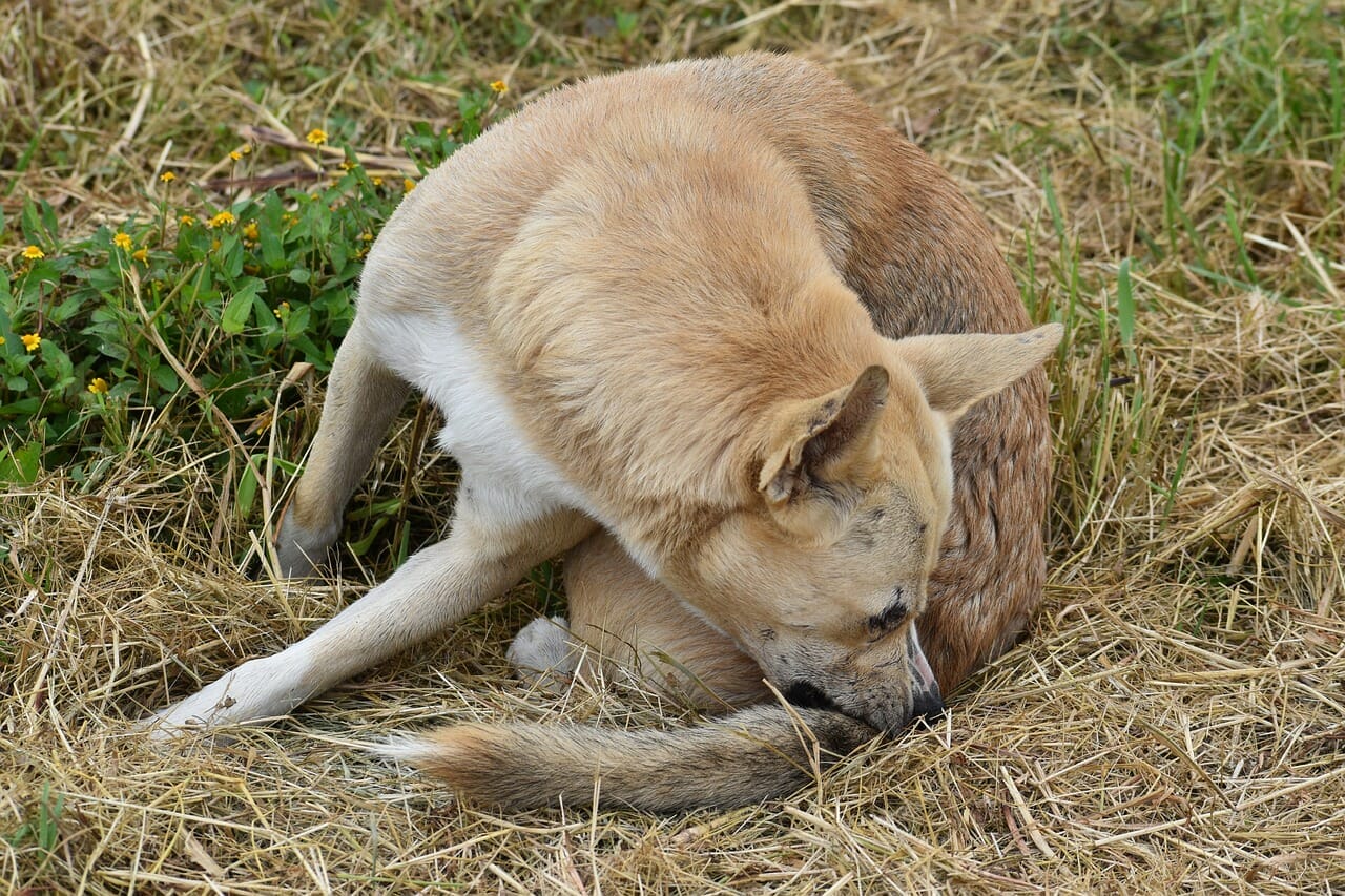 Hund kratzt sich