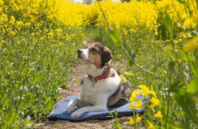 Nachhaltige Hundedecken