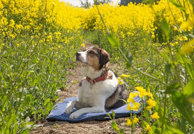 Nachhaltige Hundedecken