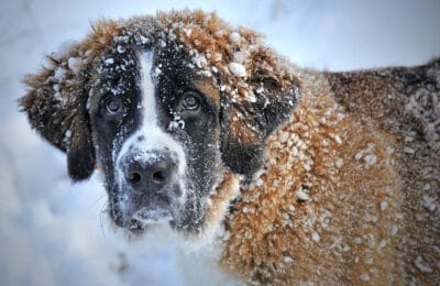 Hundedecken für den Winter
