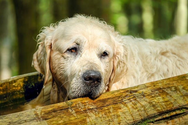 ältere Hunde