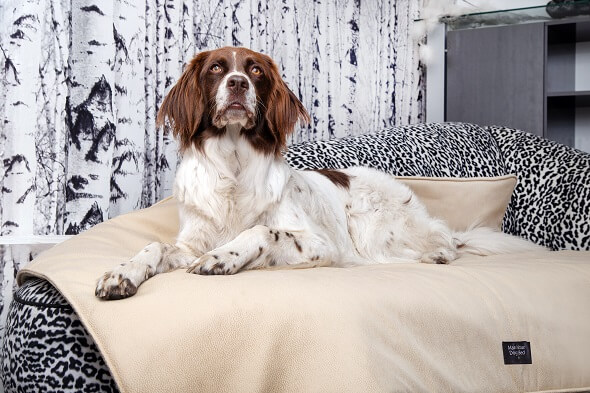 Anti-Haar Hundedecke Jack