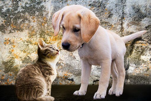 Suchst Du weitere Infos zu orthopädischen Hundebetten? Suchst Du weitere Infos zu orthopädischen Hundebetten?