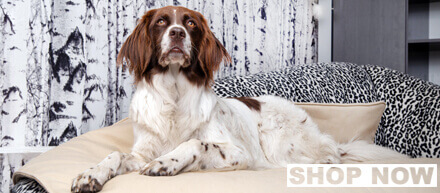 Anti Haar Hundedecke Jack