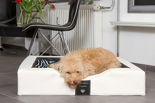 GELAX® - Hundebett Compact Style