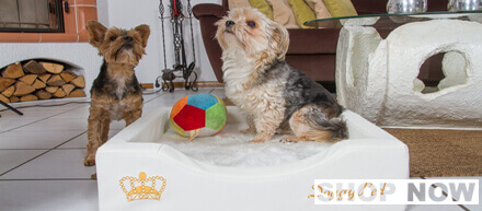 Kleine Hundebetten für ein softes Liegen