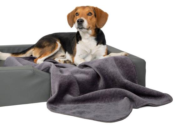 Beagle mit nachhaltiger Hundedecke