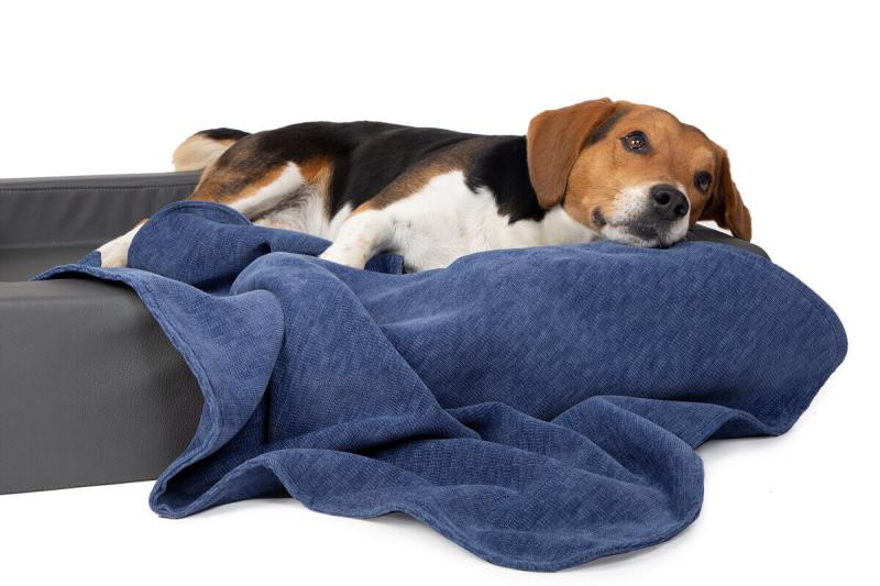 Beagle mit nachhaltiger Hundedecke