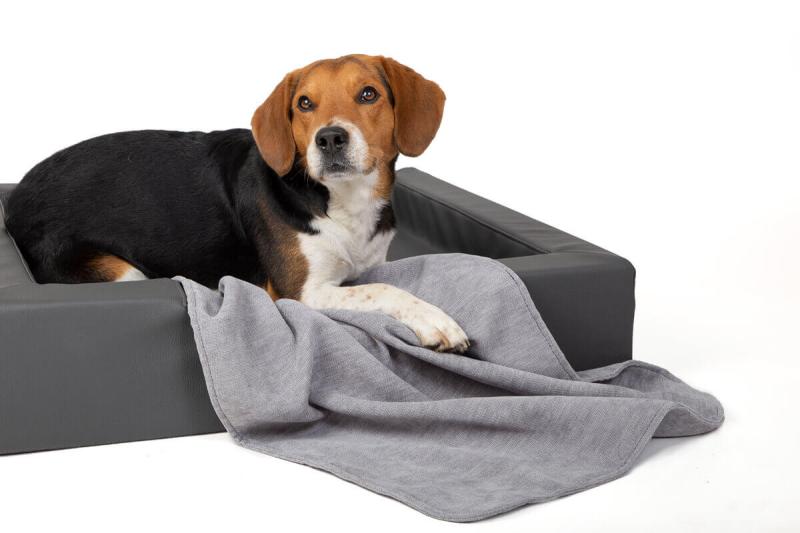 Beagle mit nachhaltiger Hundedecke