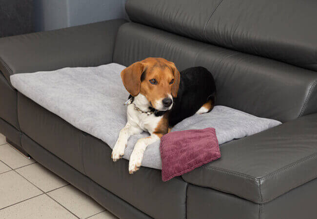 DIE NACHHALTIGEN HUNDEDECKEN MARKE DOGGYBED®